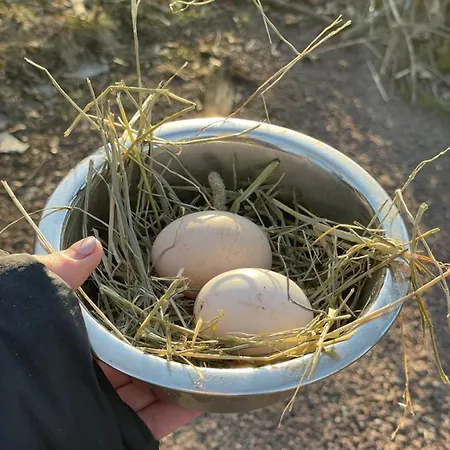 Taattisten Tila - Taattinen Farm And *