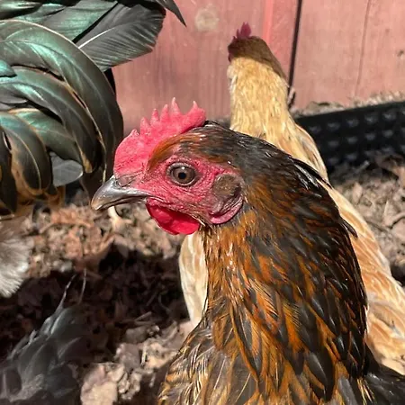 Lantgård Taattisten Tila - Taattinen Farm And Nådendal