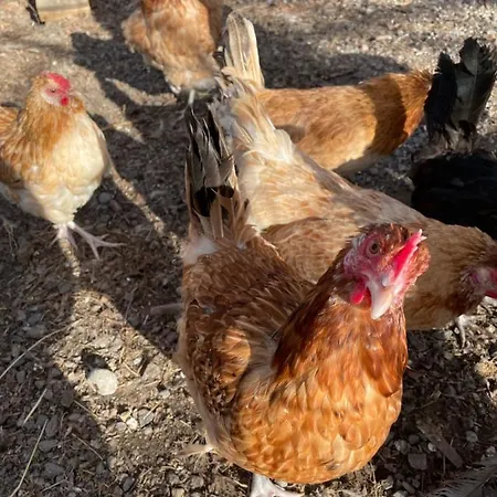 Taattisten Tila - Taattinen Farm And Lantgård