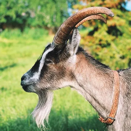 Taattisten Tila - Taattinen Farm And * Naantali