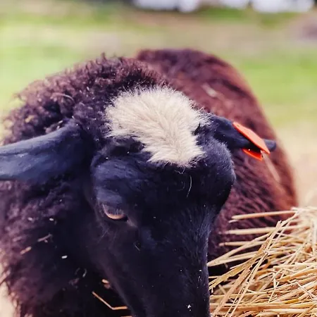 Çiftlik konaklama Taattisten Tila - Taattinen Farm And *
