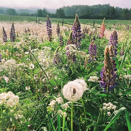 Taattisten Tila - Taattinen Farm And Feriegård