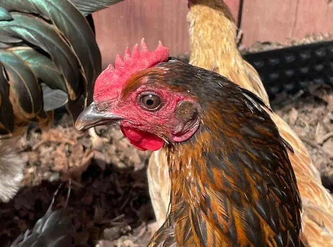 Farmház Taattisten Tila - Taattinen Farm And Naantali