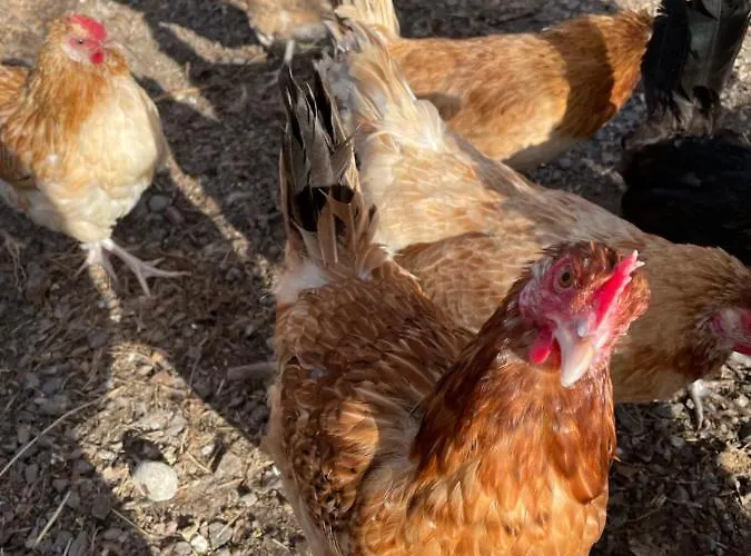 Taattisten Tila - Taattinen Farm And Farmház